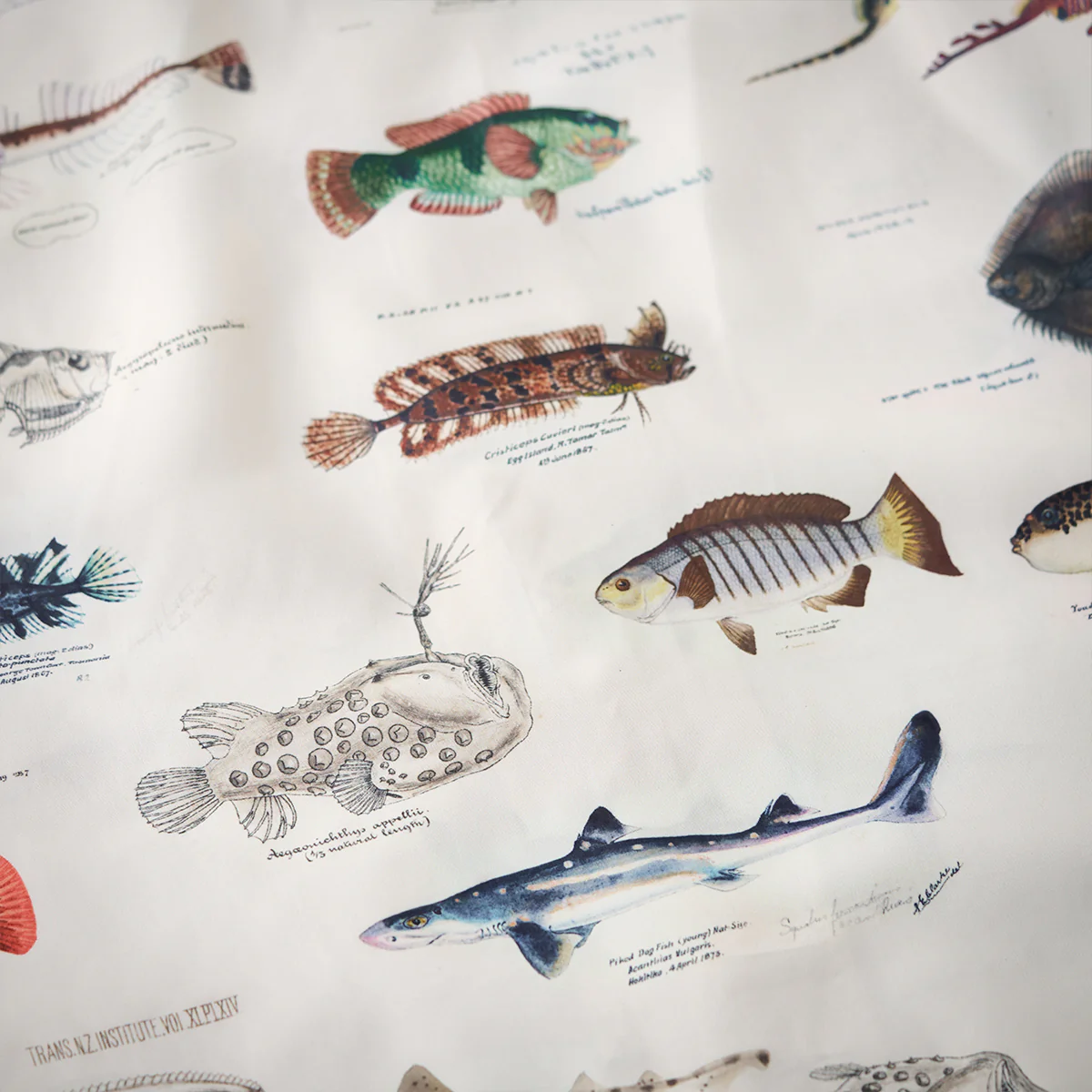 「博物図鑑・深海魚」総柄　パール調ボタン付きオープンカラーシャツ - Image 19